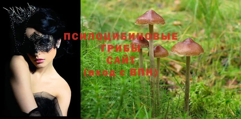 где можно купить   Вытегра  Галлюциногенные грибы MAGIC MUSHROOMS 